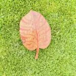 Leaf Shape Chopping Board
