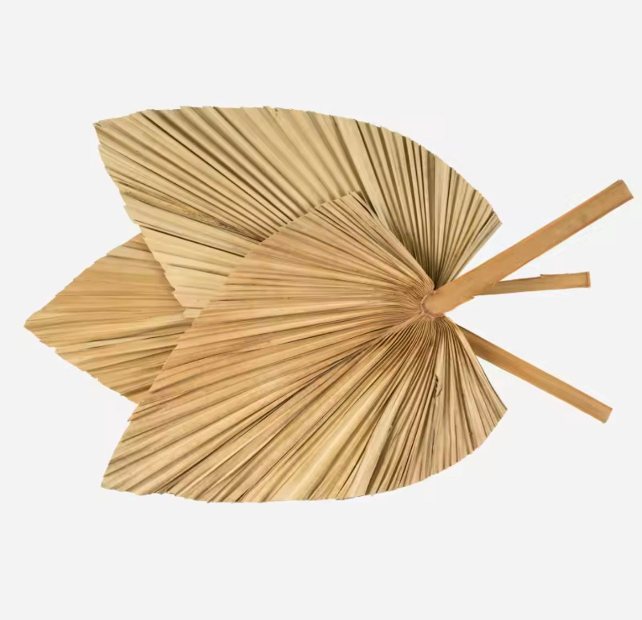 Wholesale Natural Color Dried Tropical Leaves
