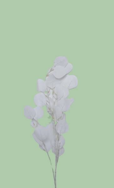 White dried flower branch on a light green background