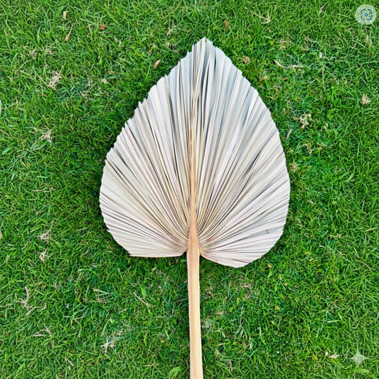 Wholesale_Natural_Color_Dried_Tropical_Leaves