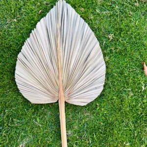 Dried palm leaf on a grassy background